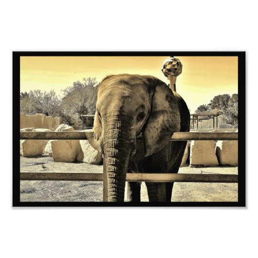 Riyadh Zoo Elephant Foto Afdruk (Voorkant)