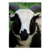 RJ de Jacob Ram Lamb (Voorkant)