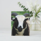 RJ de Jacob Ram Lamb Briefkaart (Staand voorkant)