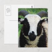 RJ de Jacob Ram Lamb Briefkaart (Voorkant / Achterkant)