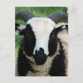 RJ de Jacob Ram Lamb Briefkaart (Voorkant)