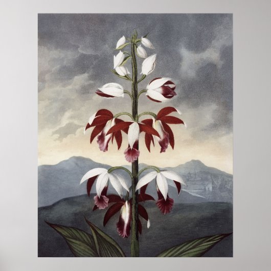 RJ Thornton - China Limodoron Orchid Poster (Voorkant)