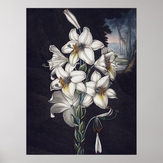 RJ Thornton - De witte Lily Poster (Voorkant)
