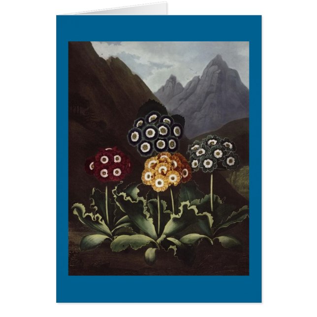 RJ Thornton - Groep Auriculas (Voorkant)