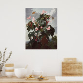 RJ Thornton - Oblique-leaved Begonia Poster (Keuken)