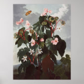 RJ Thornton - Oblique-leaved Begonia Poster (Voorkant)