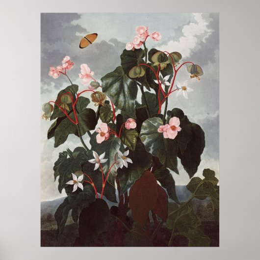 RJ Thornton - Oblique-leaved Begonia Poster (Voorkant)