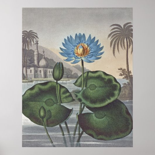 RJ Thornton - The Blue Egyptian Water-Lily Poster (Voorkant)