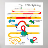 RNA Splicing Molecular Biology Genetics Diagram Poster (Voorkant)