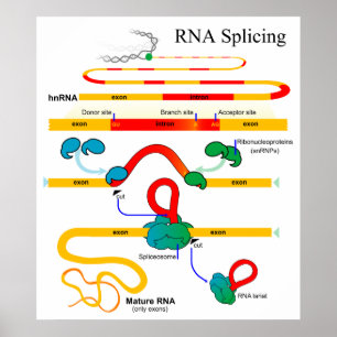 RNA Splicing Molecular Biology Genetics Diagram Poster