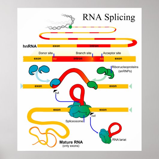 RNA Splicing Molecular Biology Genetics Diagram Poster (Voorkant)