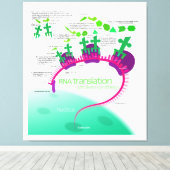 RNA Vertaling in Eiwitsynthesediagram Canvas Afdruk (Insitu (Houten vloer))