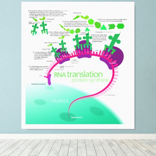 RNA Vertaling in Eiwitsynthesediagram Canvas Afdruk (Insitu (Houten vloer))