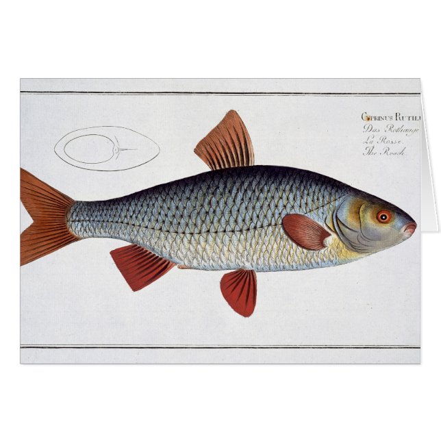Roach (Cyprinus Rutilis) bord II van "Ichthyolog (Voorkant Horizontaal)