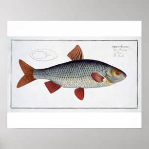 Roach (Cyprinus Rutilis) bord II van "Ichthyolog Poster