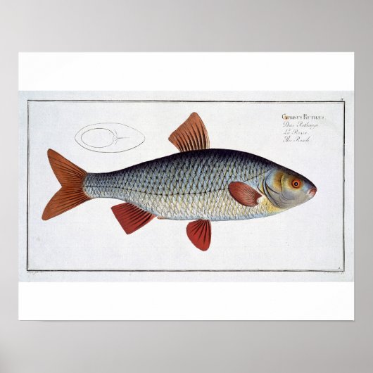 Roach (Cyprinus Rutilis) bord II van "Ichthyolog Poster (Voorkant)