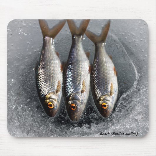 Roach Muismat (Voorkant)