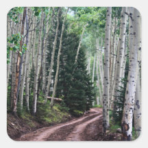 Road Through The Birch