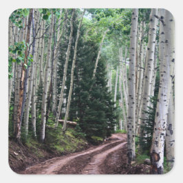 Road Through The Birch Vierkante Sticker