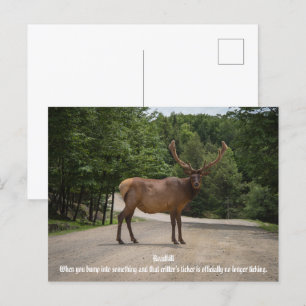 Roadkill Briefkaart