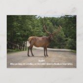 Roadkill Briefkaart (Voorkant)