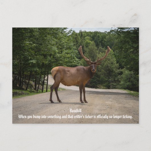 Roadkill Briefkaart (Voorkant)