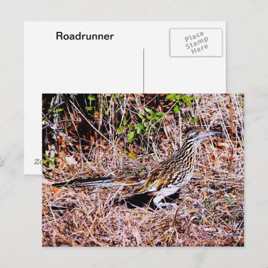 Roadrunner Bird Briefkaart (Voorkant / Achterkant)