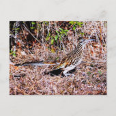 Roadrunner Bird Briefkaart (Voorkant)