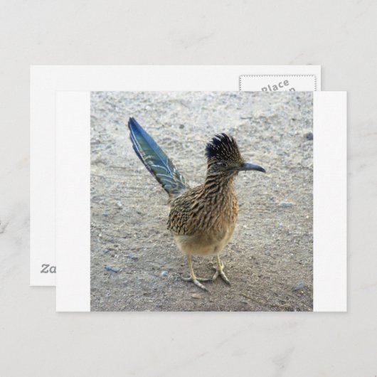 Roadrunner Briefkaart (Voorkant / Achterkant)