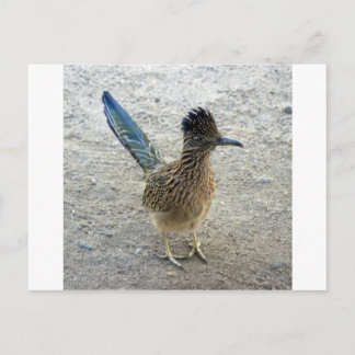 Roadrunner Briefkaart