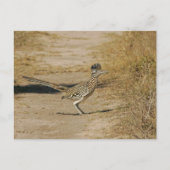 Roadrunner Briefkaart (Voorkant)