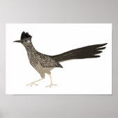 Roadrunner Colored Potlood die op wit trekt Poster (Voorkant)