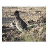 Roadrunner Foto Afdruk (Voorkant)