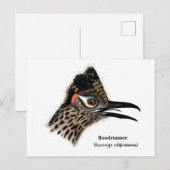 roadrunner (Geococcyx californianus) Briefkaart (Voorkant / Achterkant)