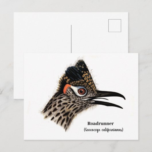 roadrunner (Geococcyx californianus) Briefkaart (Voorkant / Achterkant)