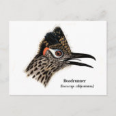roadrunner (Geococcyx californianus) Briefkaart (Voorkant)