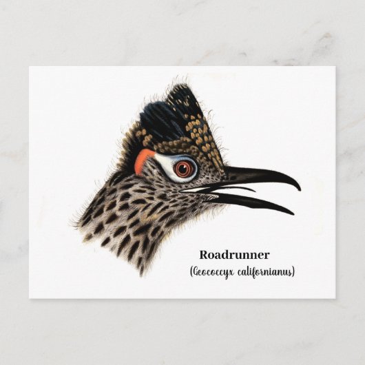 roadrunner (Geococcyx californianus) Briefkaart (Voorkant)