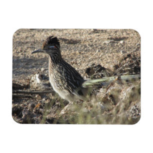 Roadrunner Magnet Magneet