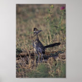 Roadrunner Poster (Voorkant)