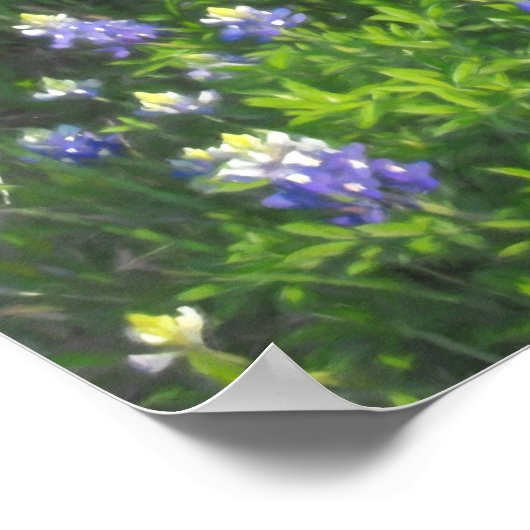 Roadside Bluebonnets Print (Hoek)