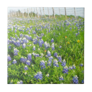 Roadside Bluebonnets Tegeltje