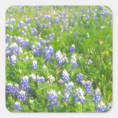 Roadside Bluebonnets Vierkante Sticker (Voorkant)