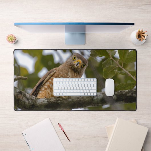 Roadside Hawk, Wildlife Avian Photography Bureaumat (Kantoor 1)