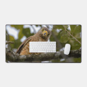 Roadside Hawk, Wildlife Avian Photography Bureaumat (Keyboard & Muis)