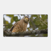 Roadside Hawk, Wildlife Avian Photography Bureaumat (Voorkant)