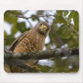 Roadside Hawk, Wildlife Avian Photography Muismat (Voorkant)