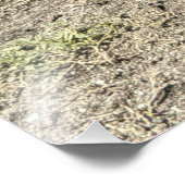 Roadside Roosters in Philipsburg, Sint Maarten Foto Afdruk (Hoek)