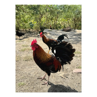 Roadside Roosters in Philipsburg, Sint Maarten Foto Afdruk