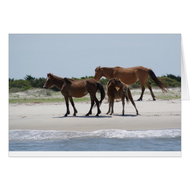 Roamvrij II (Voorkant Horizontaal)