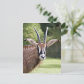 Roan Antelope Ansichtkaart Briefkaart (Staand voorkant)